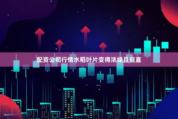 配资公司行情水稻叶片变得浓绿且挺直